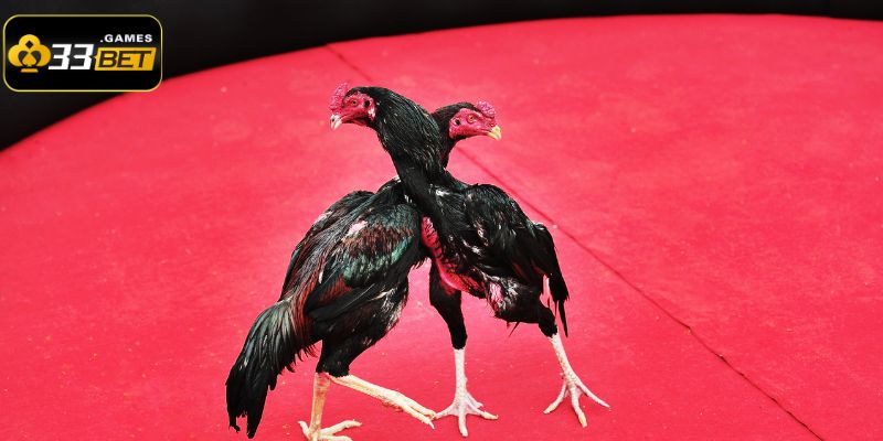 Game đá gà 33BET luôn đem đến nhiều trải nghiệm ấn tượng