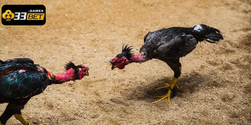Người chơi cần phải quan sát kỹ lối đá và phong cách thi đấu ấn tượng